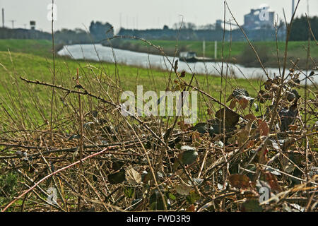 Brambles Stockfoto