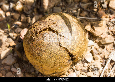 weiße Zistrose mit Biene oben drauf Stockfoto