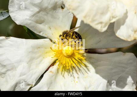 weiße Zistrose mit Biene oben drauf 2 Stockfoto