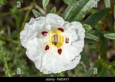 weiße Zistrose mit Biene oben drauf Stockfoto