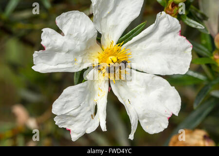 weiße Zistrose mit Beea Nd Spinne oben drauf 3 Stockfoto