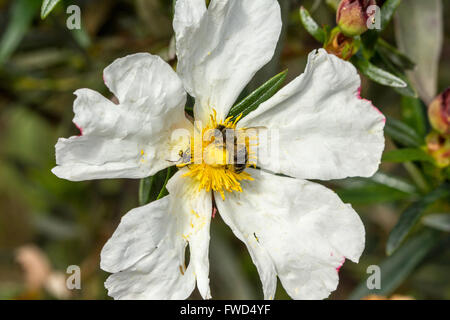 weiße Zistrose mit Beea Nd Spinne oben drauf 4 Stockfoto