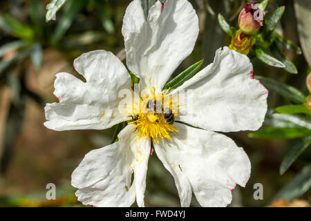 weiße Zistrose mit Beea Nd Spinne oben drauf Stockfoto