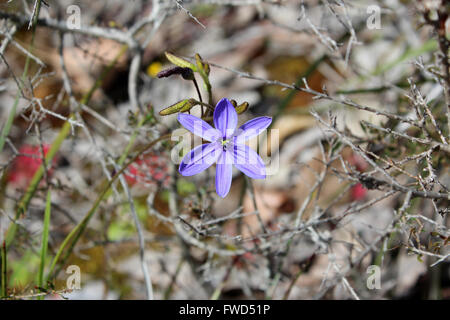 Zierlich ist wenig ephemere blau Blaustern Western Australian Wildflower Chamaescilla Corymbosa blühen im Frühjahr herrlich. Stockfoto