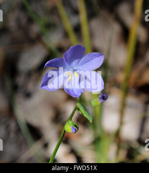 Zierlich ist wenig ephemere blau Blaustern Western Australian Wildflower Chamaescilla Corymbosa blühen im Frühjahr herrlich. Stockfoto