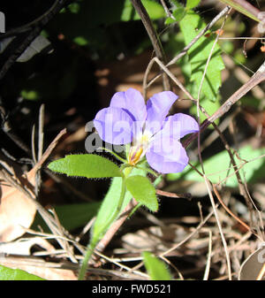 Dampiera Diversifolia ist ein Halbstrauch in der Familie Goodeniaceae aus dem Südwesten von Western Australia mit blauen Blüten. Stockfoto