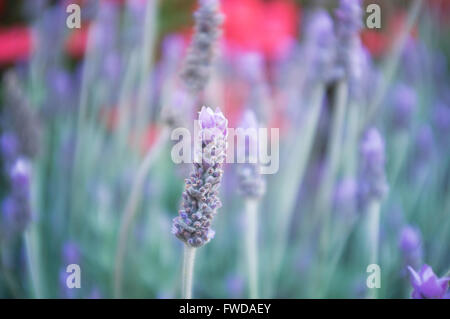 Nahaufnahme von Lavendel Blume auf der Hintergrund jedoch unscharf. Pastell-Farben, geringe Schärfentiefe. Stockfoto