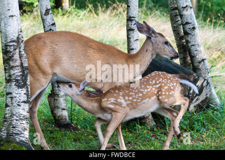 Rehkitz & Doe Fütterung Stockfoto