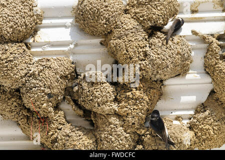Gemeinsamen Mehlschwalbe (Delichon Urbicum) Gebäude Schlamm-Pellet-Nester unter dem Dach eines Hauses. Stockfoto