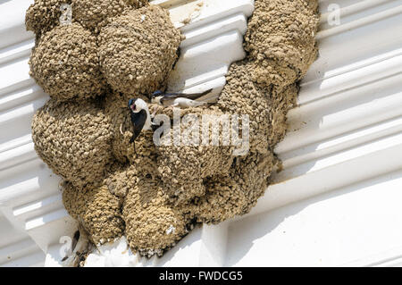 Kolonie von gemeinsamen Mehlschwalbe (Delichon Urbicum) Nester unter dem Dach eines Hauses. Stockfoto