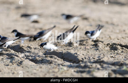 Gemeinsamen Mehlschwalbe (Delichon Urbicum) Schlamm für den Nestbau zu sammeln Stockfoto