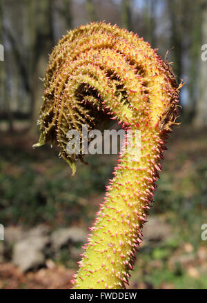 Das neue keimhaft Blatt der Gunnera Manicata oder Riesen Rhabarber im Frühjahr, eine natürliche Kulisse. Stockfoto