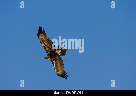 Wedge tailed Eagle Aquila Audax-Queensland-Australien Stockfoto