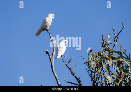 Ein paar kleine Corellas Cacatua sanguineaund thront in einem Kaugummi-Baum-Queensland-Australien Stockfoto