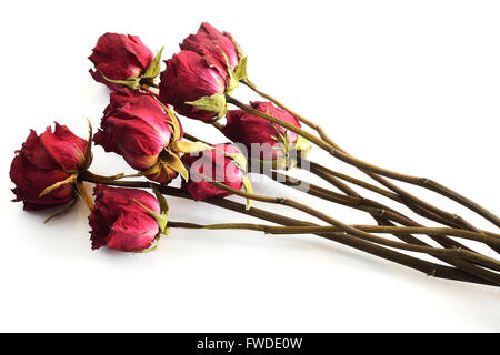 Bouquet von verwelkten Rosen auf weißem Hintergrund Stockfoto