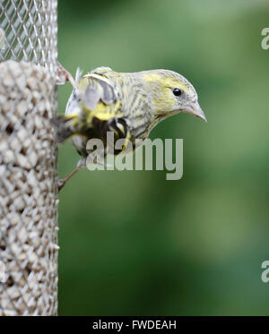 Weibliche eurasischen Zeisig (Zuchtjahr Spinus) auf einem Sonnenblumenkerne Futterhaus in einem Garten in Surrey, Südengland, Großbritannien Stockfoto