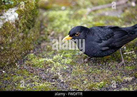 Nahaufnahme des Kopfes wie eine männliche eurasische Amsel (Turdus Merula) in einem Garten in Surrey, Süd-Ost-England, UK Stockfoto