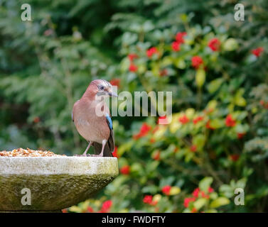 Eurasischen Eichelhäher (Garrulus glandarius), die auf einem steinernen Vogel Tabelle in einem Garten im Frühjahr in Surrey, Südengland, Großbritannien Stockfoto