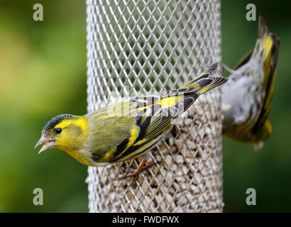 Männliche eurasischen Zeisig (Zuchtjahr Spinus) Fütterung an einem Sonnenblumenkerne Futterhaus in einem Garten in Surrey, Südengland, Großbritannien Stockfoto