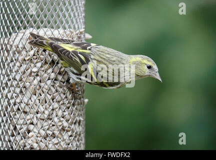 Weibliche eurasischen Zeisig (Zuchtjahr Spinus) auf einem Sonnenblumenkerne Futterhaus in einem Garten in Surrey, Südengland, Großbritannien Stockfoto