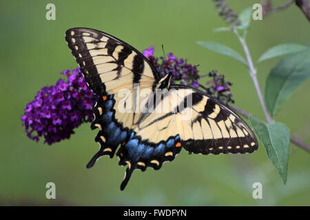 Östliche Tiger Schwalbenschwanz Schmetterling, männliche Eastern Tiger Schwalbenschwanz Schmetterling, Connecticut Schmetterling Stockfoto