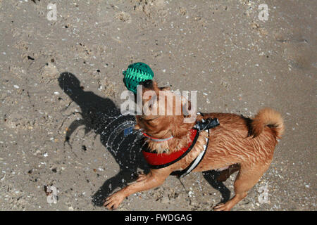 Hund sich abtrocknen Stockfoto