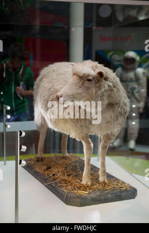 Edinburgh: National Museum of Scotland, das geklonte Schaf dolly Stockfoto