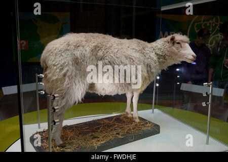 Edinburgh: National Museum of Scotland, das geklonte Schaf Dolly Stockfoto