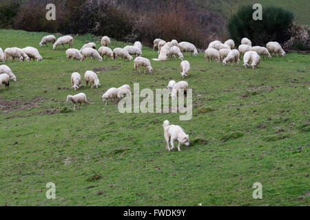 Maremma Sheepdog hüten Schafe, Maremma, Toskana, Italien, EU, Europa Stockfoto