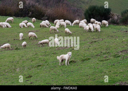 Maremma Sheepdog hüten Schafe, Maremma, Toskana, Italien, EU, Europa Stockfoto