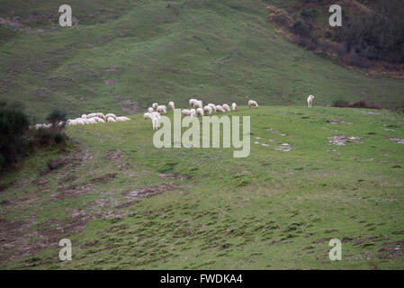 Maremma Sheepdog hüten Schafe, Maremma, Toskana, Italien, EU, Europa Stockfoto