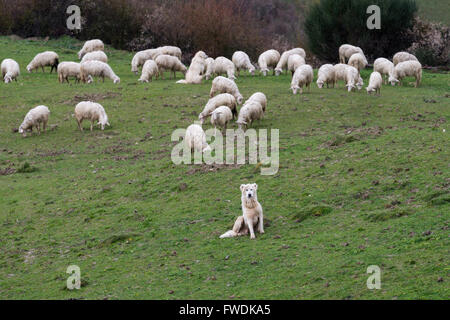 Maremma Sheepdog hüten Schafe, Maremma, Toskana, Italien, EU, Europa Stockfoto