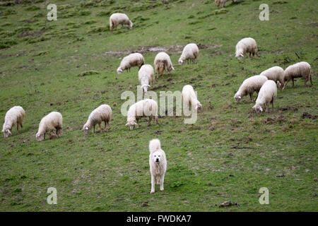 Maremma Sheepdog hüten Schafe, Maremma, Toskana, Italien, EU, Europa Stockfoto