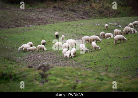 Maremma Sheepdog hüten Schafe, Maremma, Toskana, Italien, EU, Europa Stockfoto