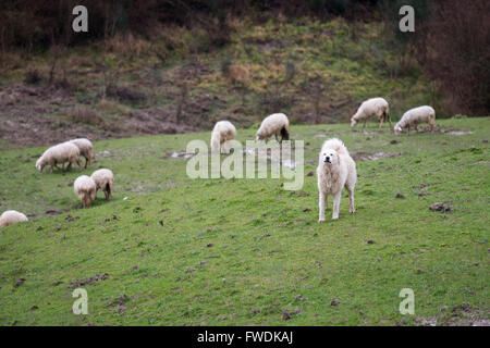 Maremma Sheepdog hüten Schafe, Maremma, Toskana, Italien, EU, Europa Stockfoto