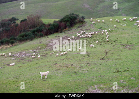 Maremma Sheepdog hüten Schafe, Maremma, Toskana, Italien, EU, Europa Stockfoto