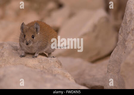 Goldene stacheligen Maus (Acomys Russatus) in Israel im Dezember fotografiert Stockfoto