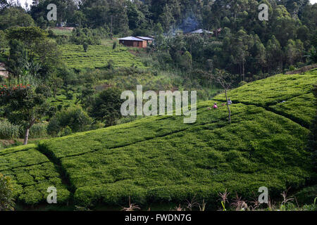 Kenia, Kisumu County, Kaimosi, Frauen ernten Teeblätter in Teagarden / KENIA Frauen Ernten Tee in Einem Kleinen Teegarten Stockfoto