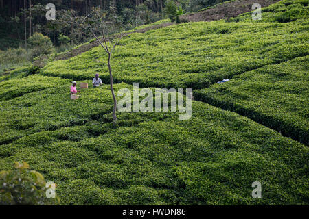 Kenia, Kisumu County, Kaimosi, Frauen ernten Teeblätter in Teagarden / KENIA Frauen Ernten Tee in Einem Kleinen Teegarten Stockfoto