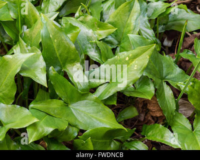 Arisarum Proboscideum (Maus-Tail-Anlage) Laub Stockfoto