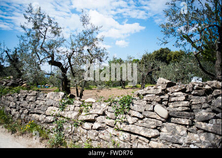 Mittelalterlichen Steinen in der Toskana vertreten seit Jahren, die unpassierbar und die stärkste Begrenzung von Menschen gebaut. Stockfoto