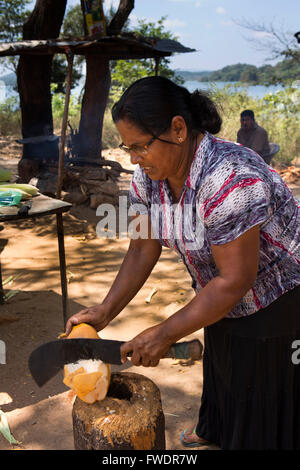 Dambulla, Sri Lanka Frau öffnen Thambili King Coconut, am Straßenrand stand zu trinken Stockfoto