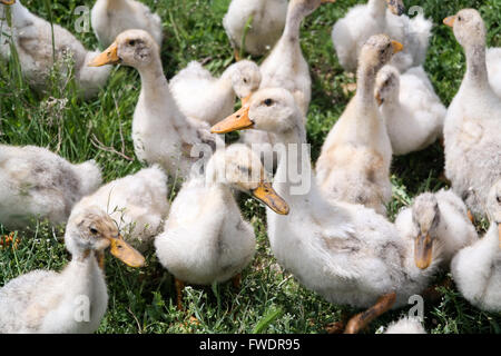 Junge Gänse auf dem Spaziergang Stockfoto