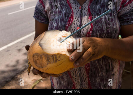 Dambulla, Sri Lanka Frau bietet Thambili King Coconut, am Straßenrand stand zu trinken Stockfoto