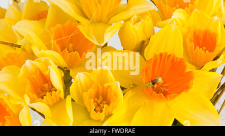 Ein Bündel von Narzisse Blüten Nahaufnahme Stockfoto