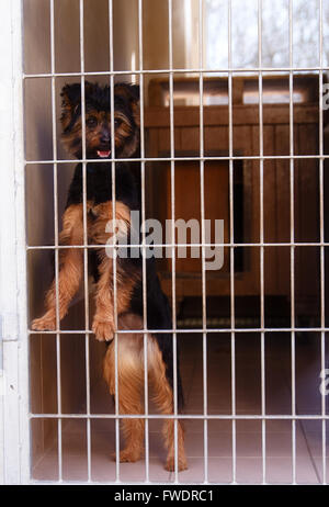 niedliche verirrten Hund Hund Tierheim hinter gitter Stockfoto