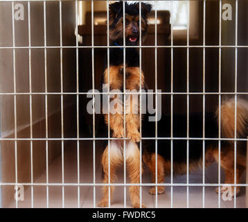 zwei niedliche verirrten Hunde im Tierheim Stockfoto