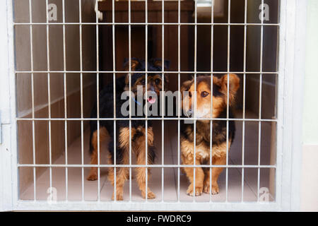 zwei niedliche verirrten Hunde im Tierheim Stockfoto