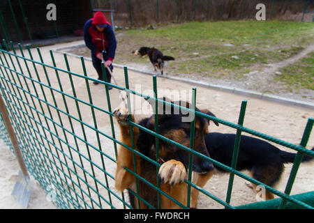 Tägliche Routinearbeiten im Tierheim mit einem Mann und ein paar Hunde Stockfoto