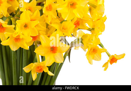 Ein Bündel von Narzisse gelbe Narzissen'' auf weißem Hintergrund Stockfoto